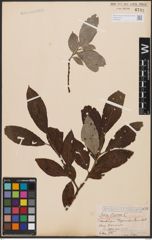 Foto von Salix caprea L.